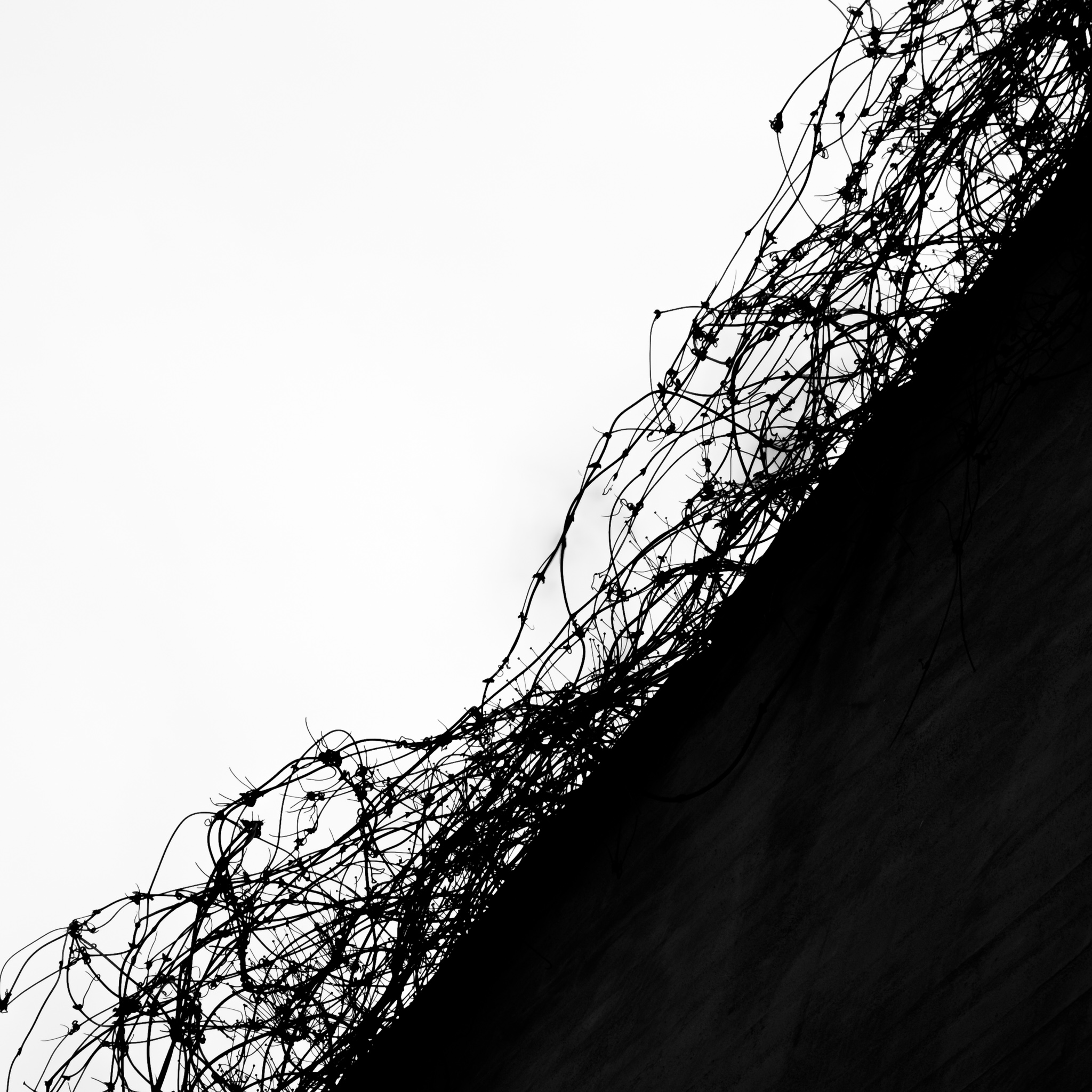 Veggbilder |  | Biological barbed wire in black and white | fotokunst kunstfoto foto kunst bilder aluminiumsplate wall art