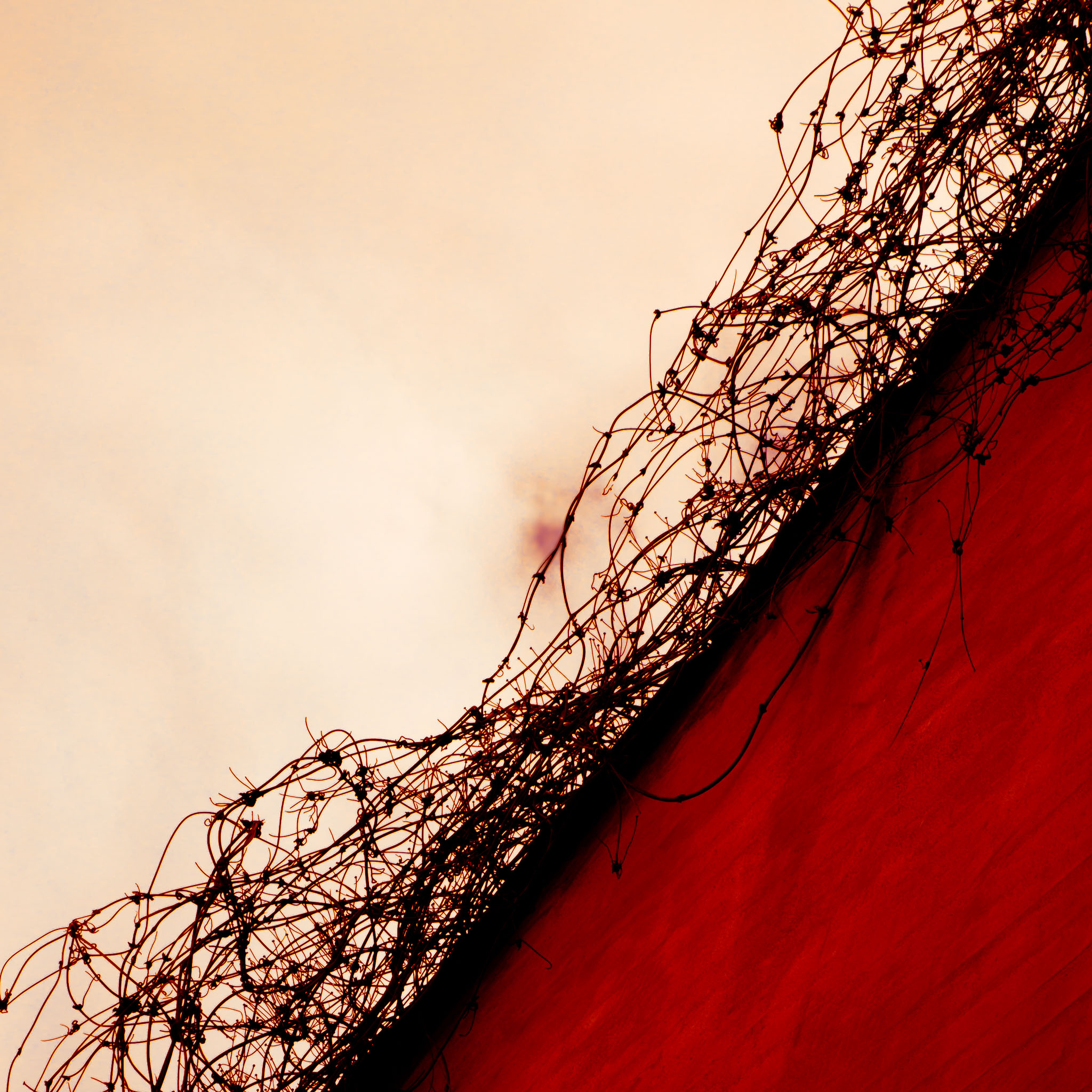 Veggbilder |  | Biological barbed wire | fotokunst kunstfoto foto kunst bilder aluminiumsplate wall art