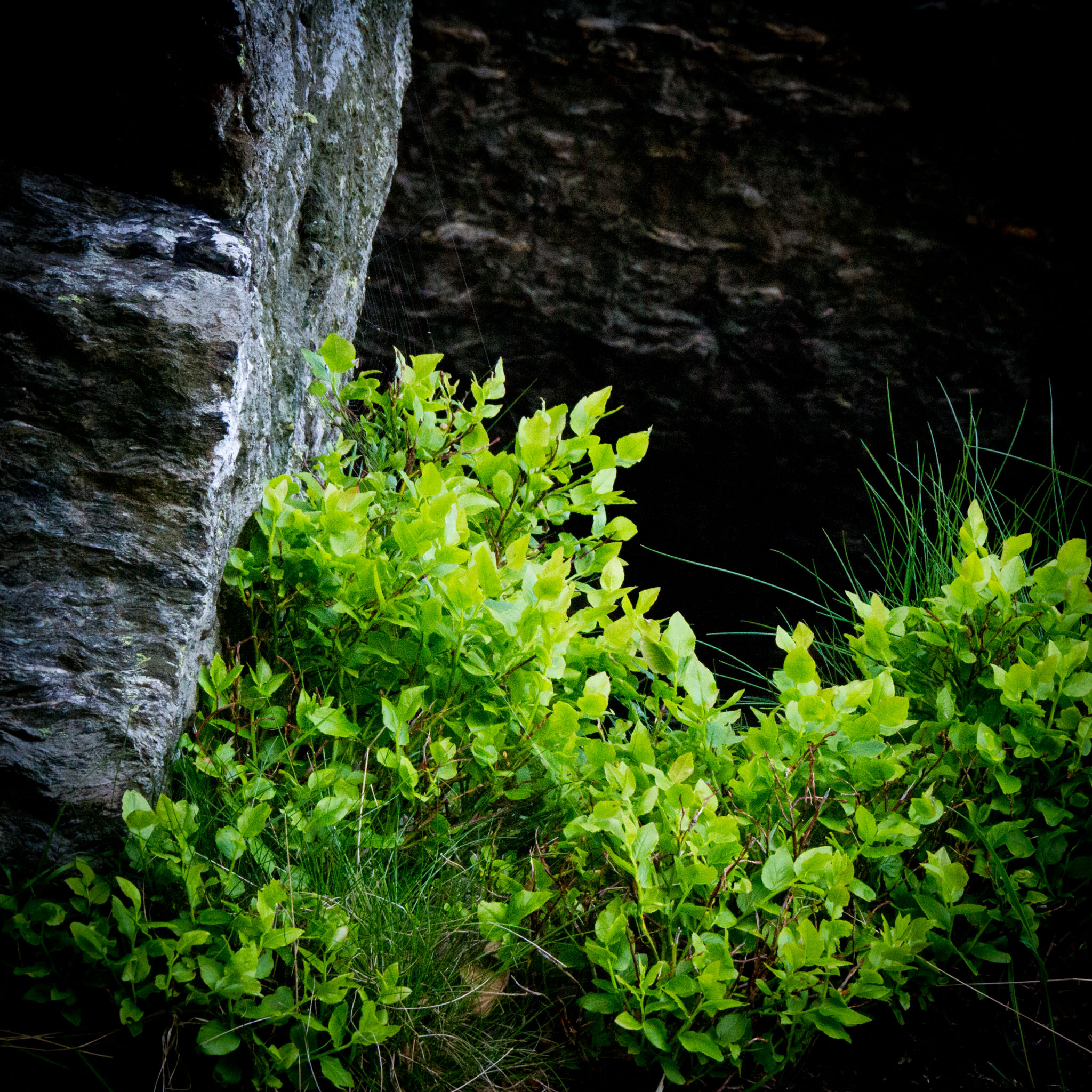 Veggbilder |  | Green life on rocky soil (1) | fotokunst kunstfoto foto kunst bilder aluminiumsplate wall art