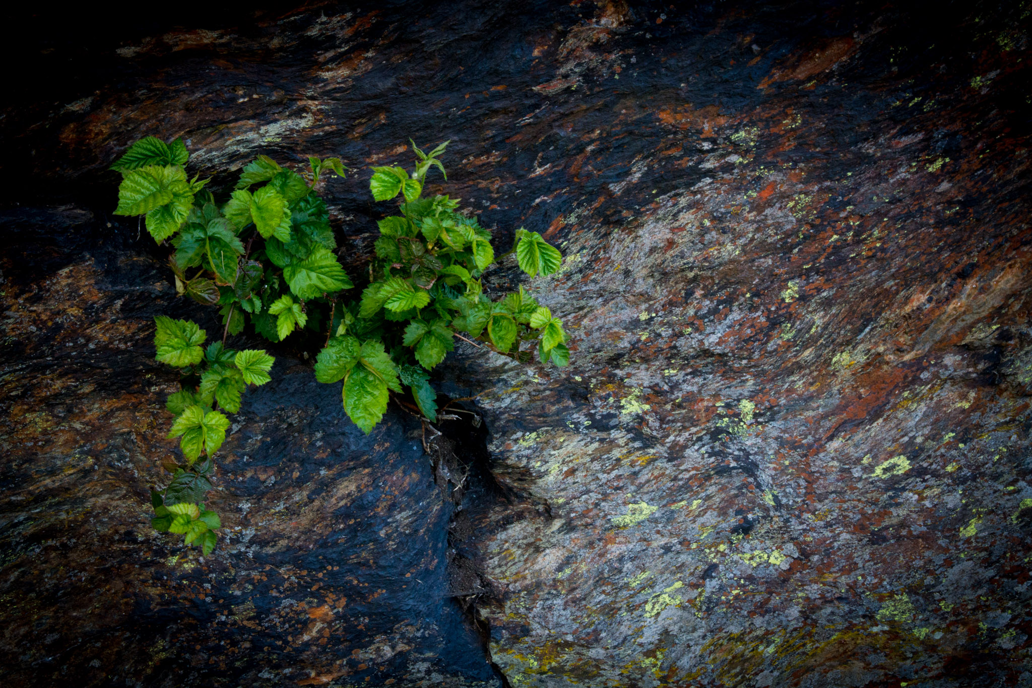 Veggbilder |  | Green life on rocky soil (2) | fotokunst kunstfoto foto kunst bilder aluminiumsplate wall art