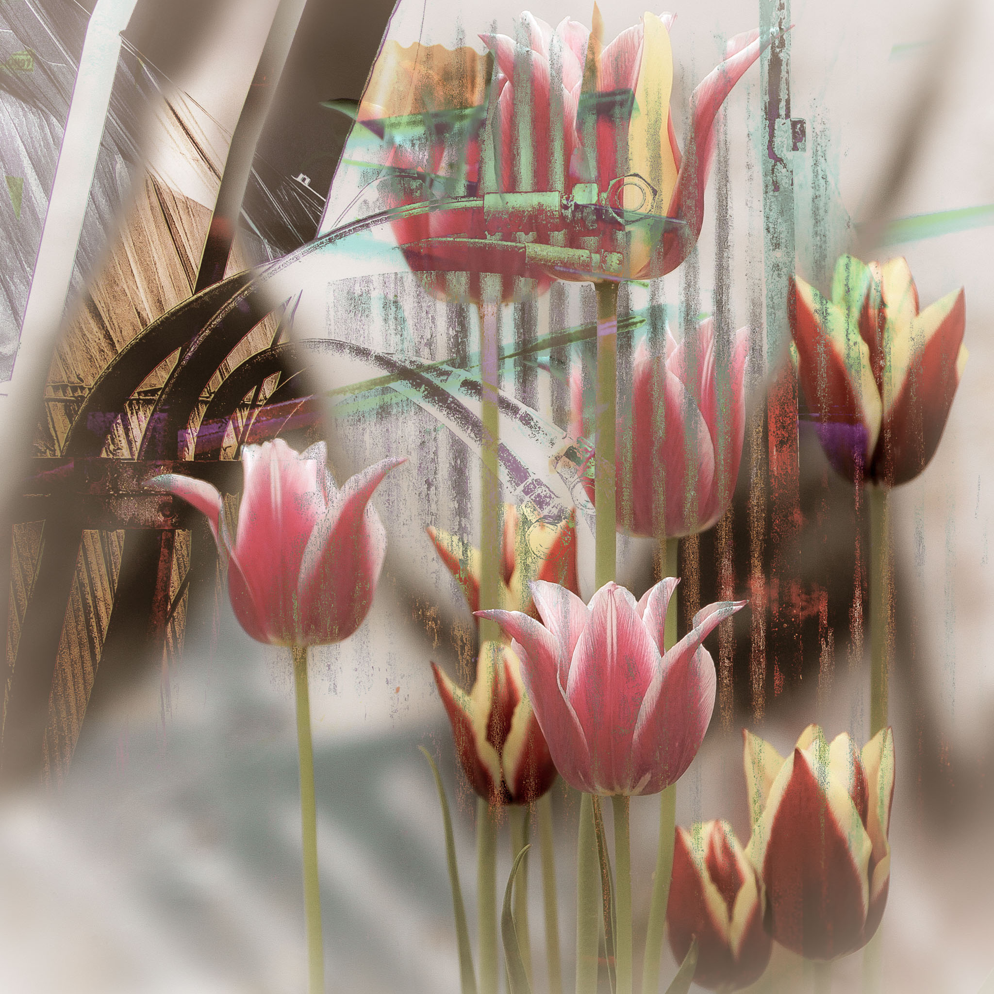 Veggbilder |  | Growing tulips | fotokunst kunstfoto foto kunst bilder aluminiumsplate wall art