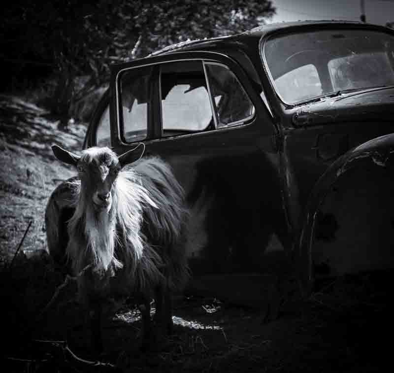 Goat rider | Veggbilder | Fotokunst til salgs | Kunstfoto | Kunst | Foto | Bilde