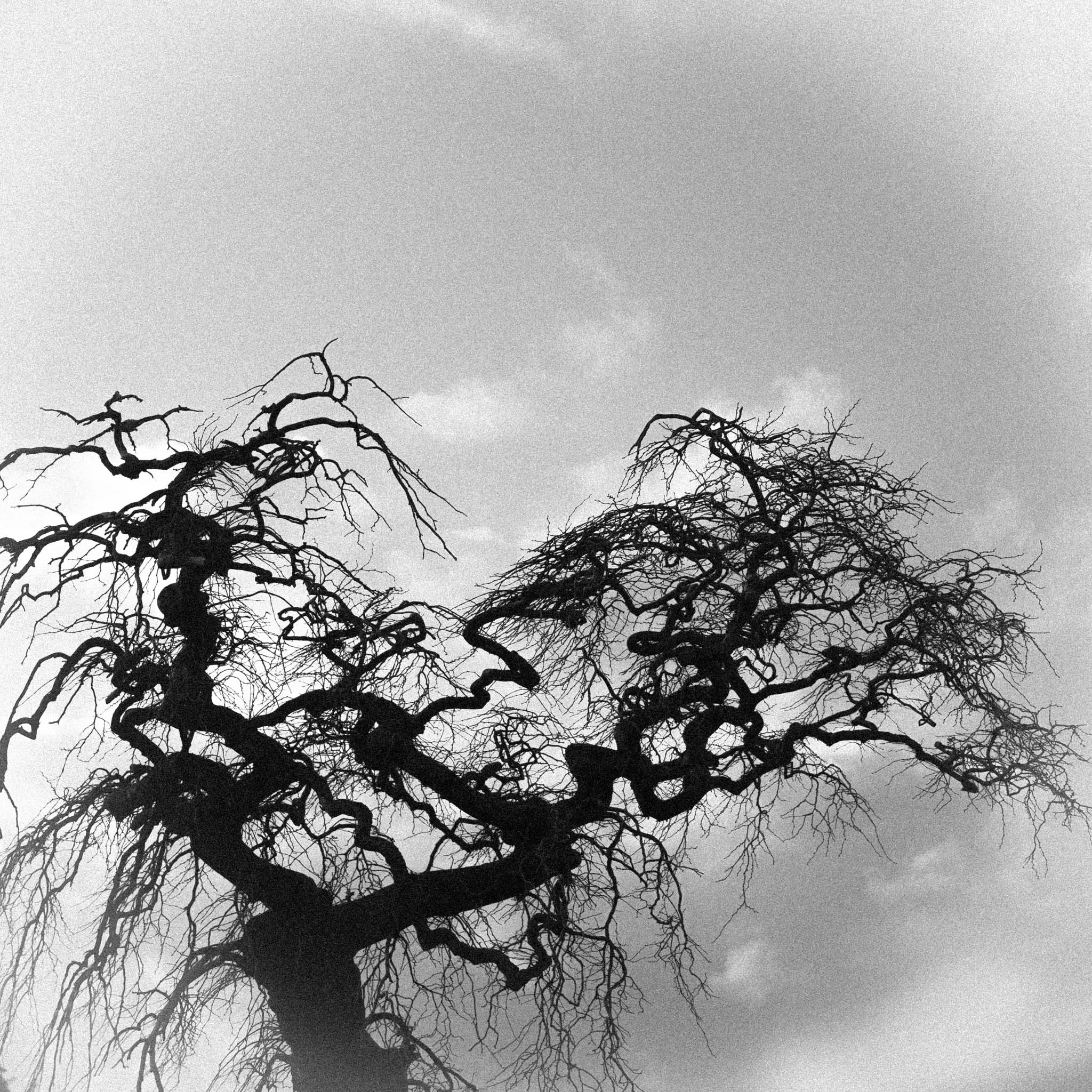 Veggbilder | Nervøst tre | A nervous tree | fotokunst kunstfoto foto kunst bilder aluminiumsplate wall art