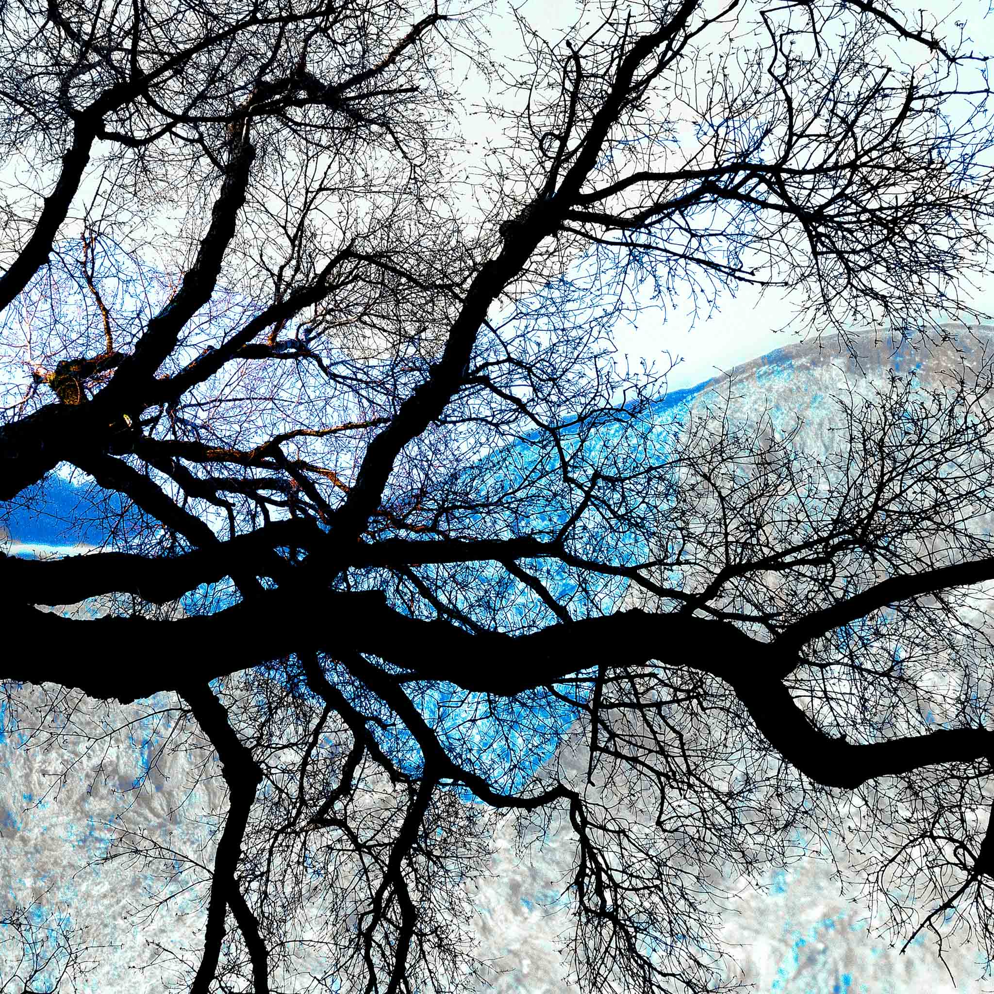 Veggbilder | Tre i blå natur | Tree in blue nature | fotokunst kunstfoto foto kunst bilder aluminiumsplate wall art
