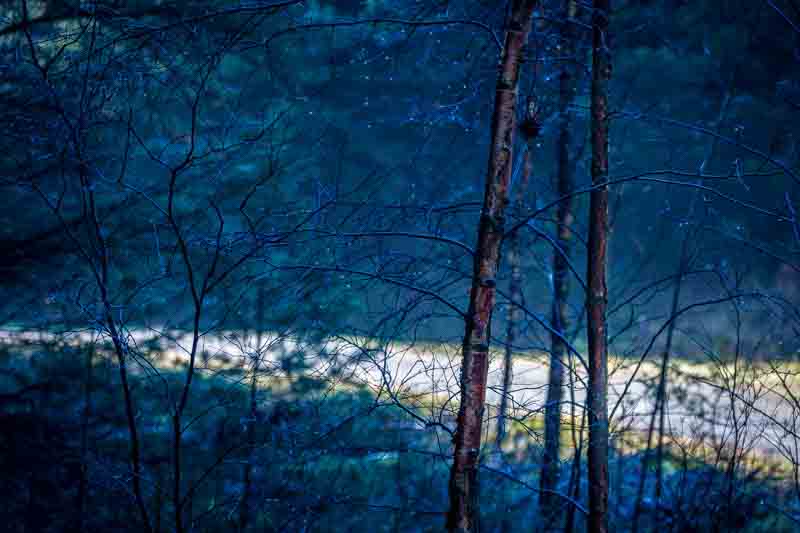 Blå morgen i skogen | Veggbilder | Fotokunst til salgs | Kunstfoto | Kunst | Foto | Bilde