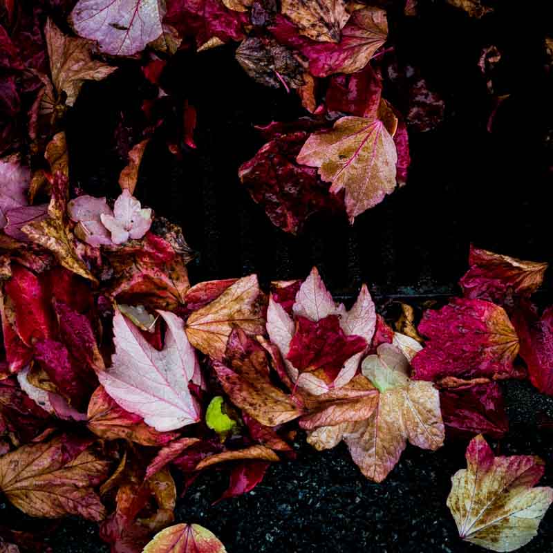 Høstblader #2 | Veggbilder | Fotokunst til salgs | Kunstfoto | Kunst | Foto | Bilde
