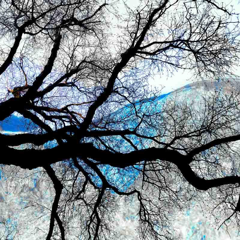 Veggbilder | Tre i blå natur | Fotokunst | Kunstfoto
