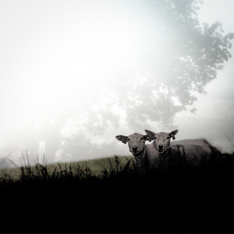 Veggbilder | Sheep in fog | Fotokunst | Kunstfoto